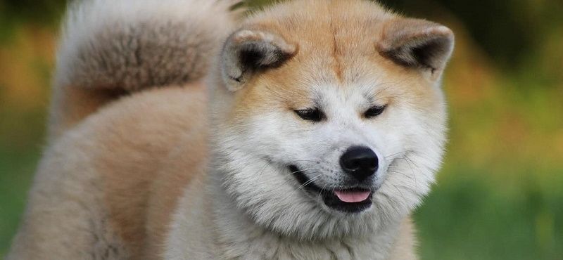Акита ину - порода собак Акита ину - порода собак