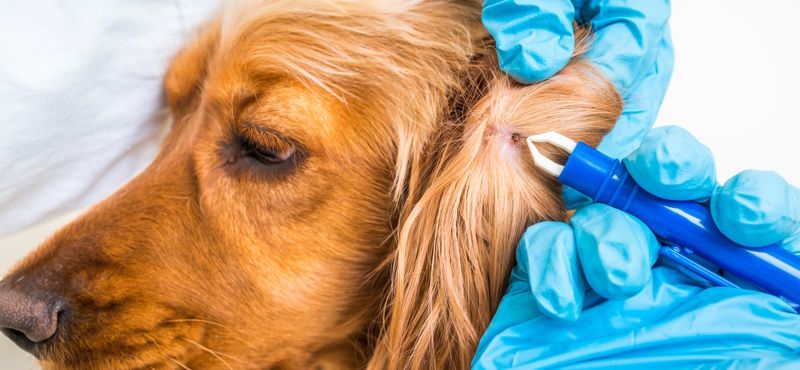 5 популярных мифов о паразитах у кошек и собак