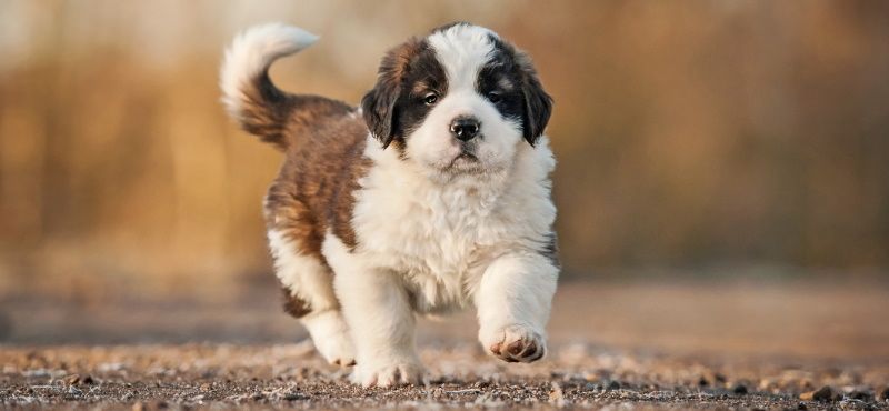 Сенбернар: особенности ухода, характер, содержание