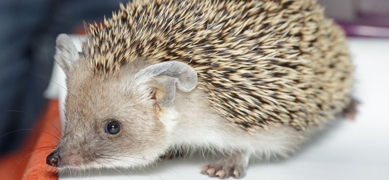 Ёж: как содержать дома