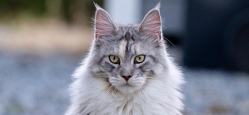 Поговорим о Мейн-кунах