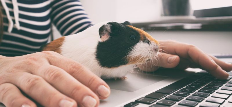 Как работать из дома с домашними животными