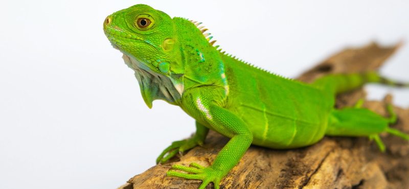 Игуана: содержание и уход в домашних условиях