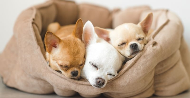 Выбираем лежанку для собаки Выбираем лежанку для собаки