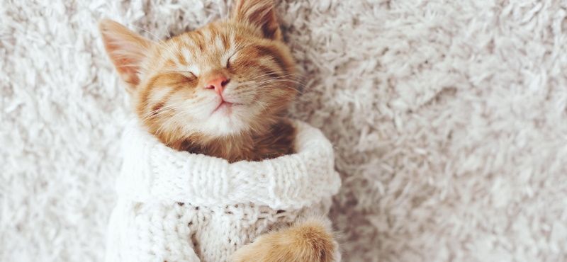 Хондропротекоры для кошек