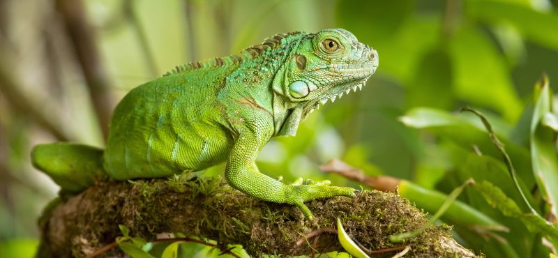 Игуана: содержание и уход в домашних условиях