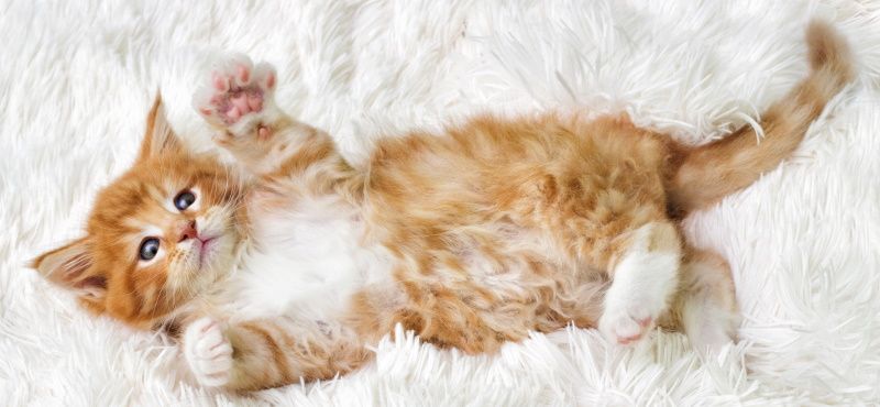 Как правильно воспитывать котенка