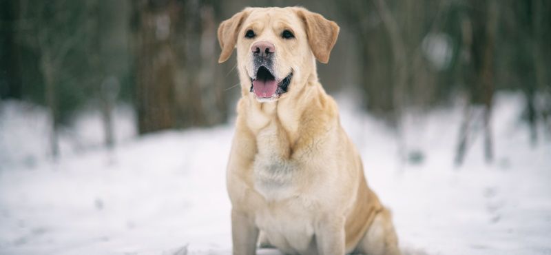 Большая собака в квартире