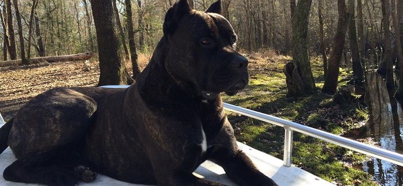 Кане-корсо – порода собак