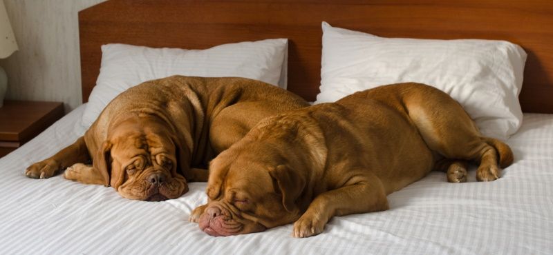 В отеле с питомцем: о чем нужно помнить