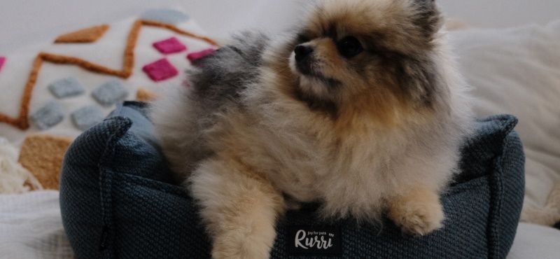 Лежаки: как выбрать