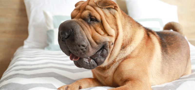 Топ пород собак для квартиры