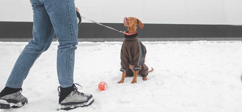 Как часто менять одежду для собаки: гардероб для питомца