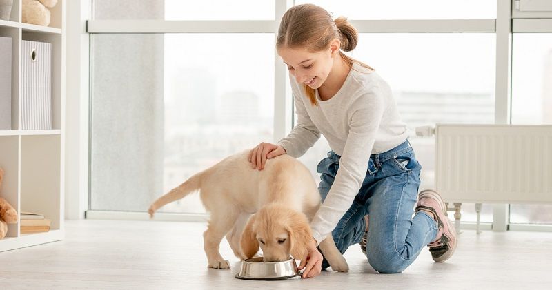Почему щенку нужен специальный корм