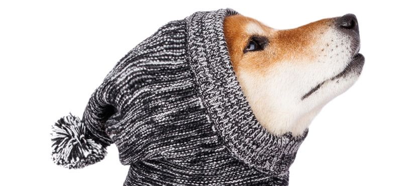 Шапки для собак от Rurri: подборка самых модных и удобных моделей