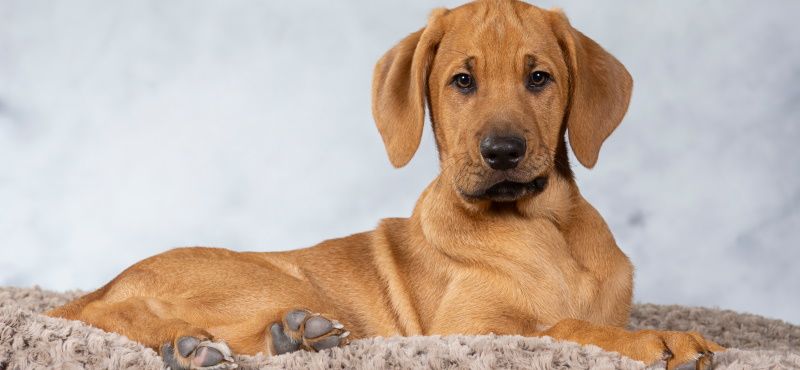 Брохольмер - порода собак Брохольмер - порода собак