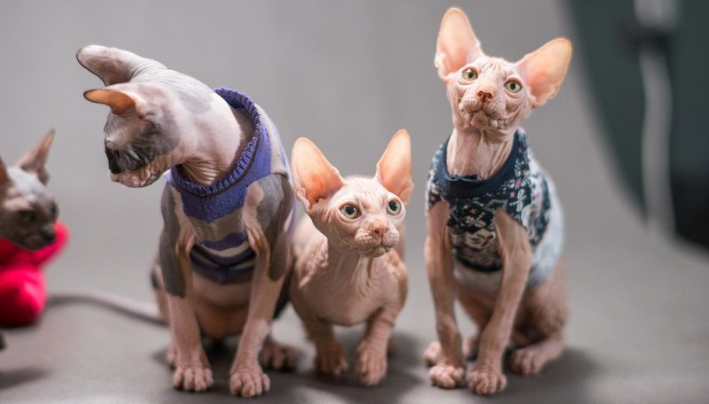 Бамбино – порода кошек