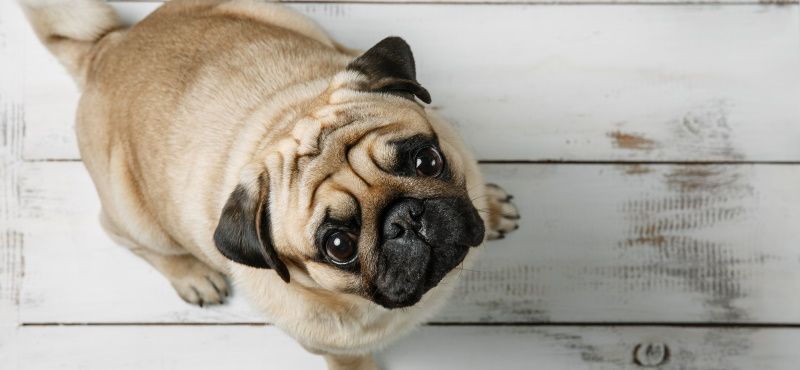 Собаки для детей: обзор пород, которые подойдут ребенку