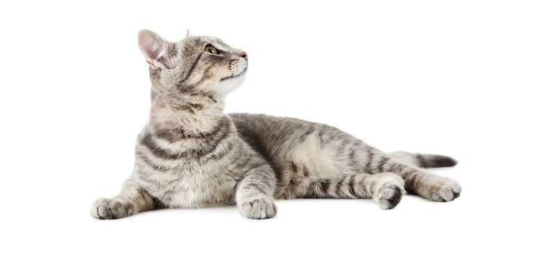 Аргументы в пользу кошек