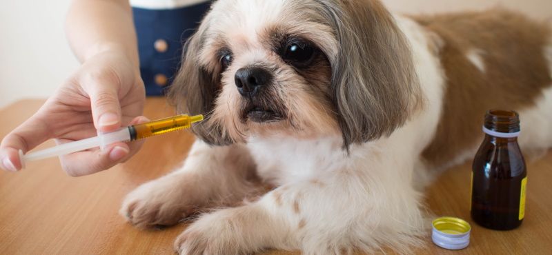 Витаминные комплексы для собак