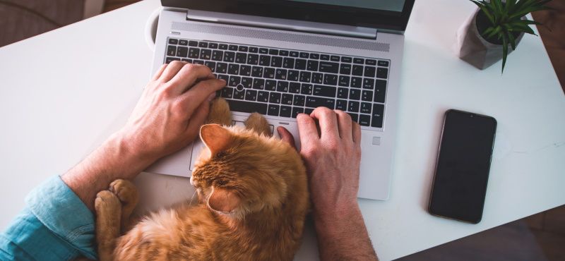 Pet-friendly офис