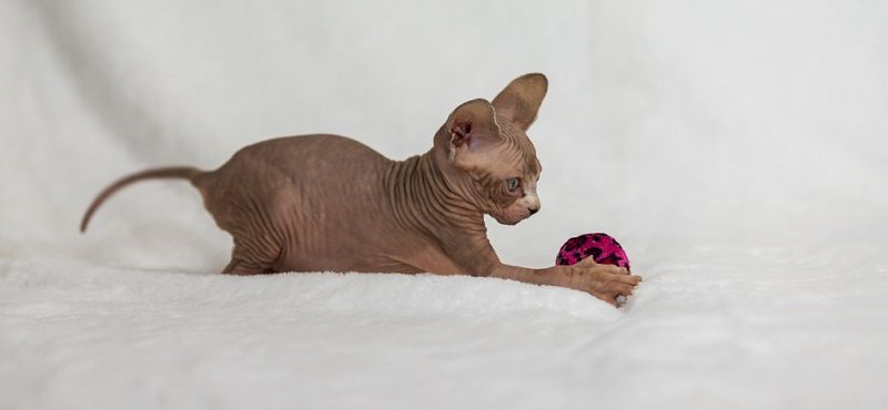 Как ухаживать за сфинксом