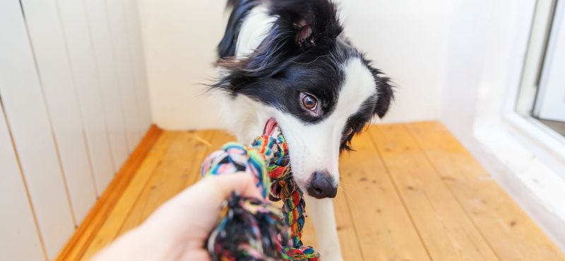 Игры с кошкой и собакой дома и на улице