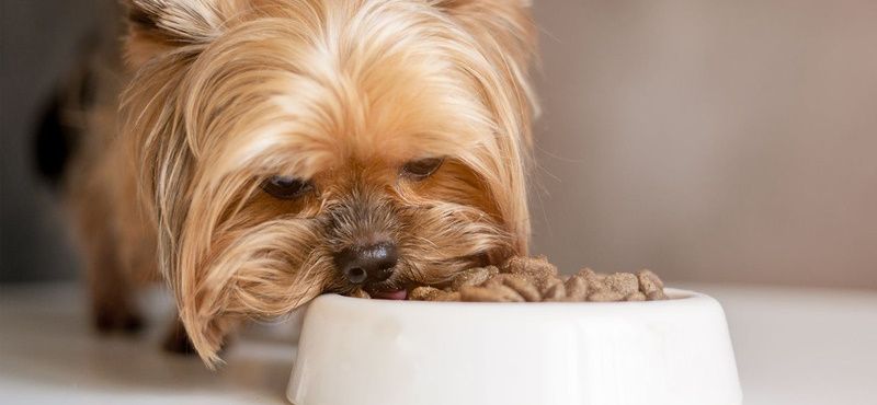 Заболевания желудочно-кишечного тракта у собак и кошек