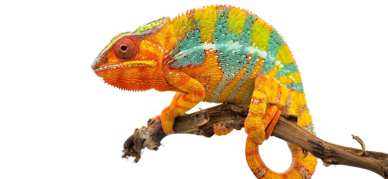 Как содержать хамелеона в домашних условиях