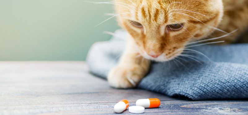 Как выбрать препараты от глистов для кошек?