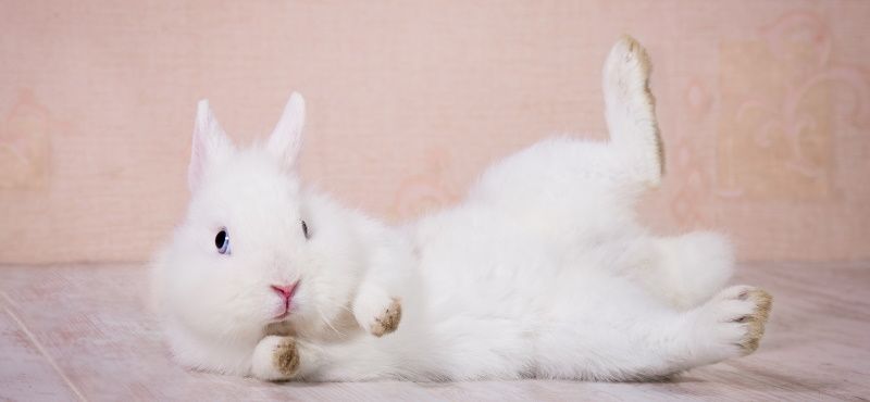 Какого грызуна завести дома