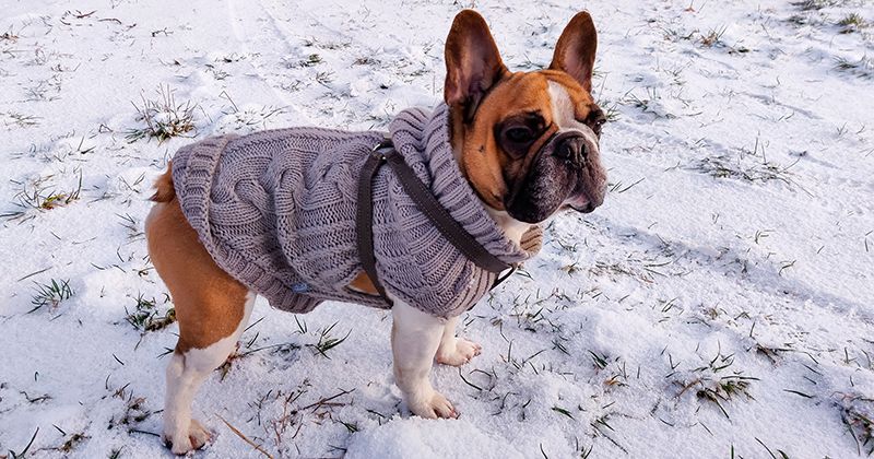 Одежда для французских бульдогов