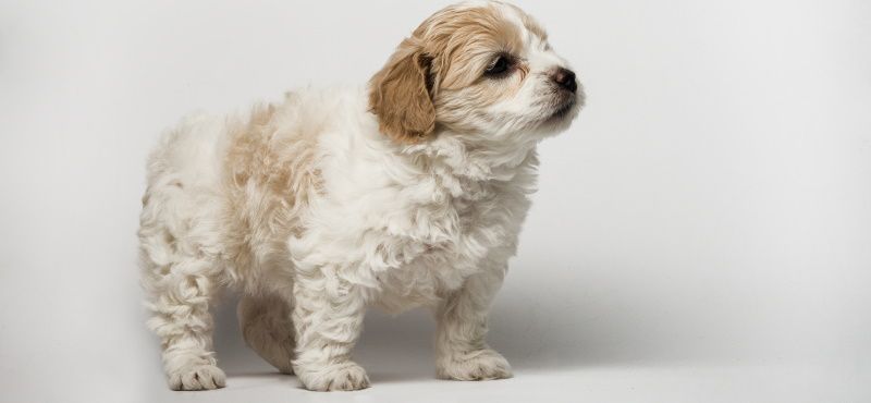 Топ пород собак для квартиры