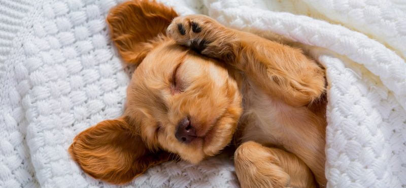 Что делать с щенком с улицы