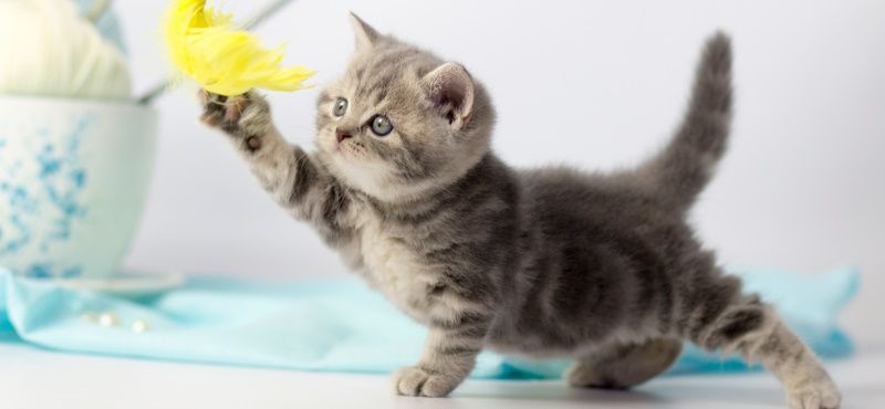 Интерактивные игрушки для кошек: что выбрать