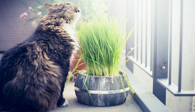 Чем кормить кастрированного кота?