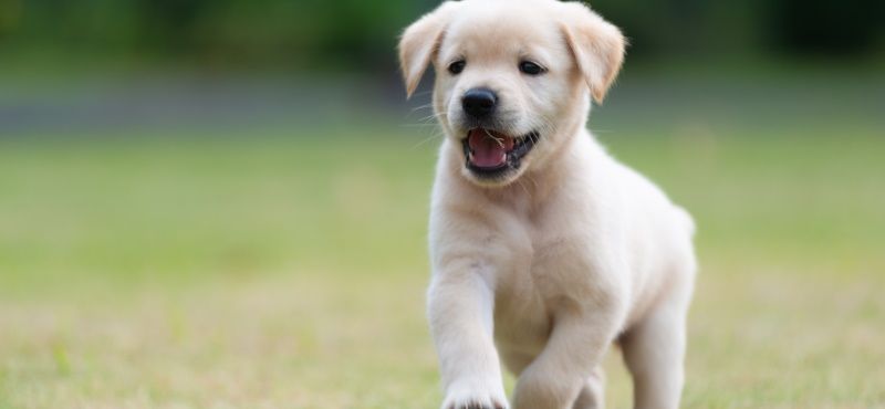 Как правильно воспитывать щенка? Как правильно воспитывать щенка?