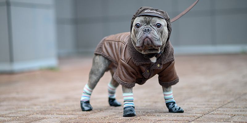 Выбираем обувь и носочки для собаки