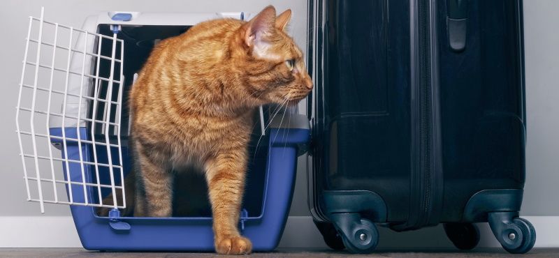 Как правильно перевозить питомцев в общественном транспорте