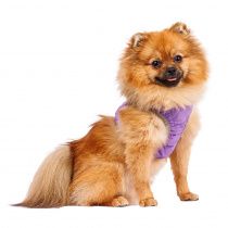 Шлейка фиолетовая со светоотражающей лентой XS