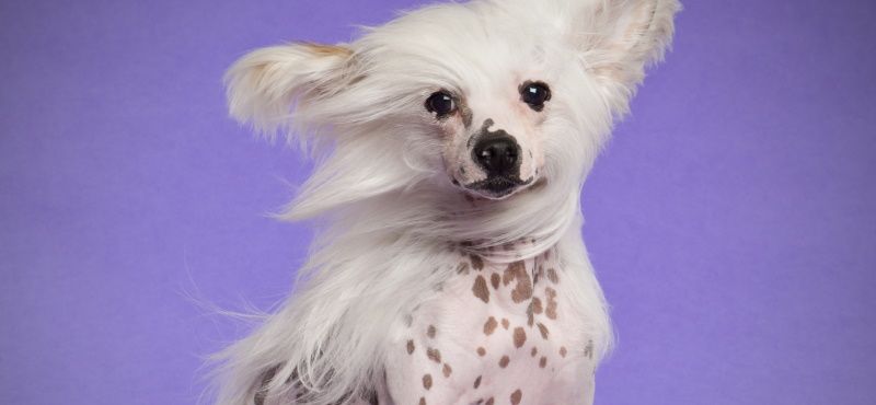 Одежда для китайской хохлатой собаки - что выбрать