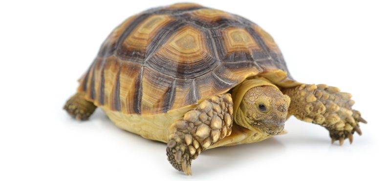 Первая рептилия: какую выбрать