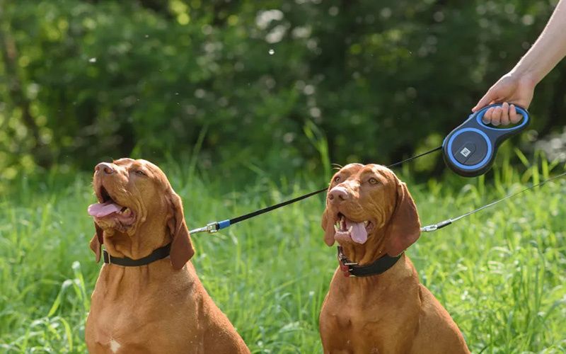 Рулетки для собак HiPet – прогулки с комфортом