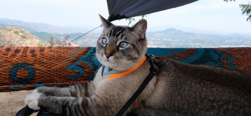 Как пойти в поход с кошкой