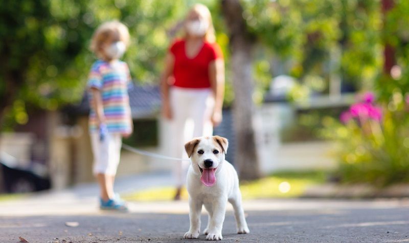 Как выгуливать собак во время карантина Как выгуливать собак во время карантина