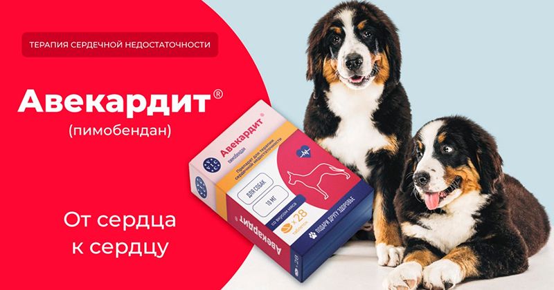 Авекардит: забота о здоровье сердца вашей собаки
