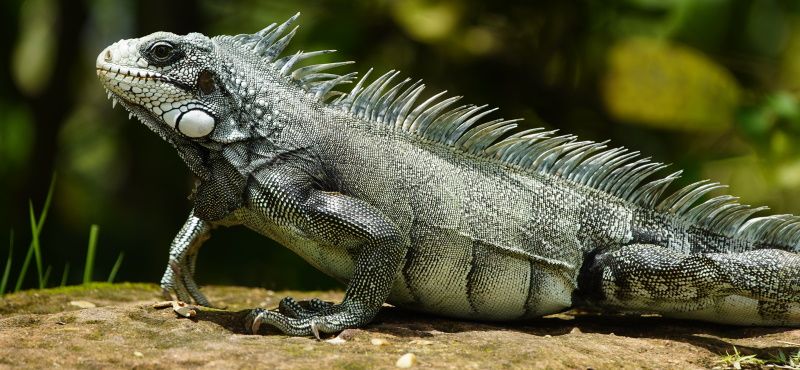 Игуана: содержание и уход в домашних условиях