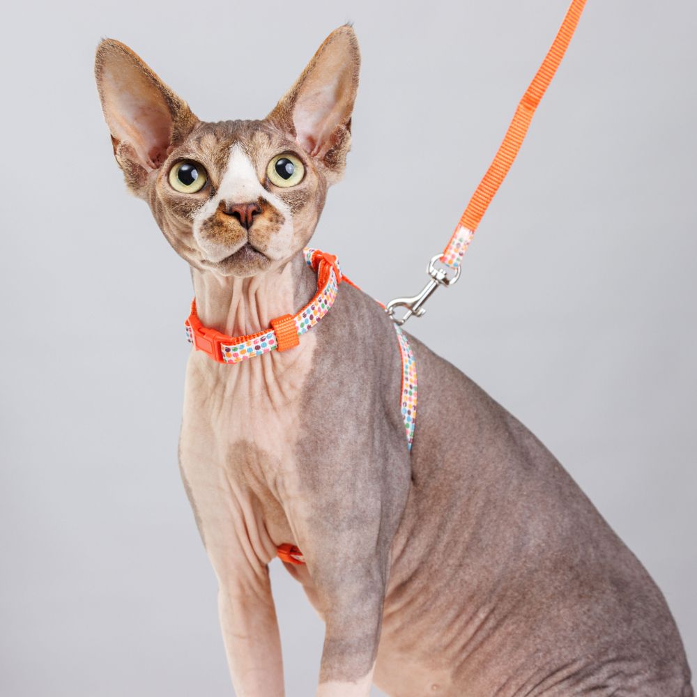 Petmax Шлейка с поводком нейлоновые для кошек, 1х37 см, длина поводка 120 см, красный
