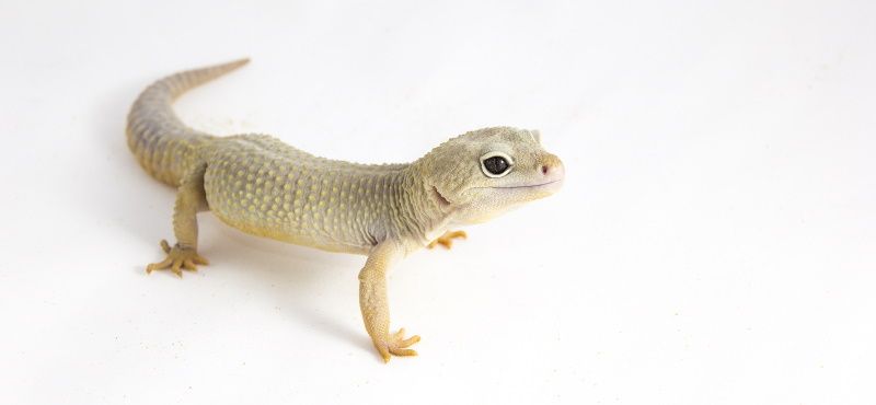 Эублефар: уход и содержание в домашних условиях