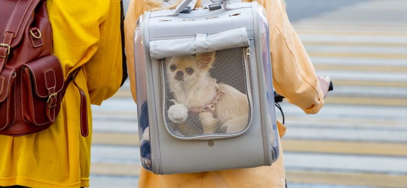 Как правильно перевозить питомцев в общественном транспорте